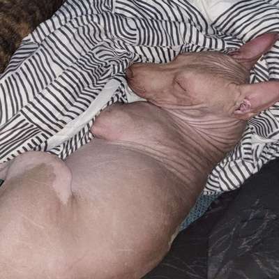 Hundetreffen-Andere Nackthundehalter gesucht-Bild