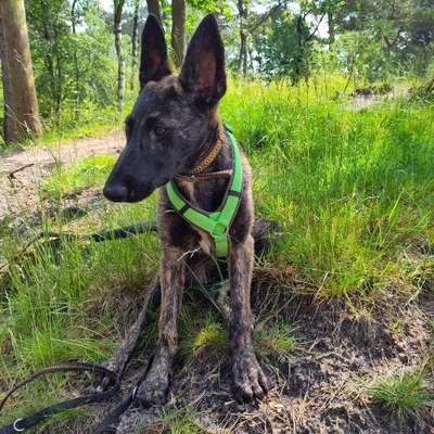 Hundetreffen-Junghund Spielerunde-Bild