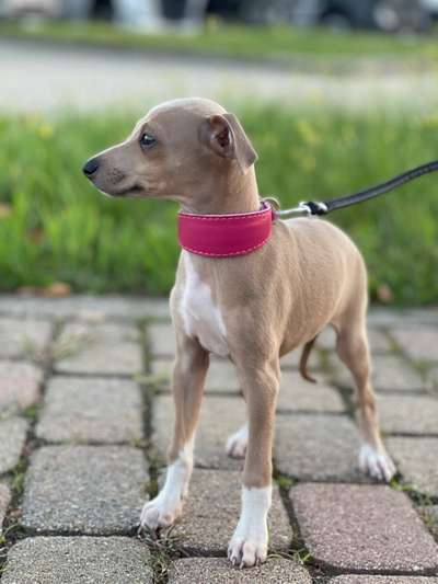 Die Dogorama Wochen Challenge-Beitrag-Bild