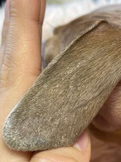 Schuppige Ohrenspitzen-Beitrag-Bild