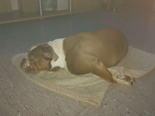 Olde English Bulldogge-Beitrag-Bild