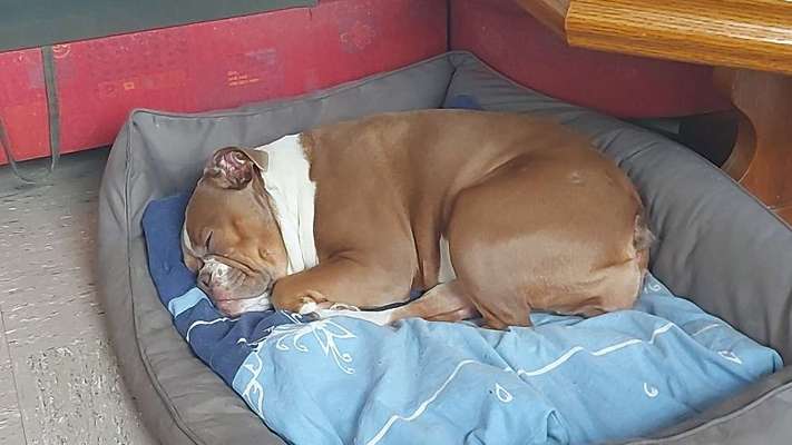 Olde English Bulldogge-Beitrag-Bild