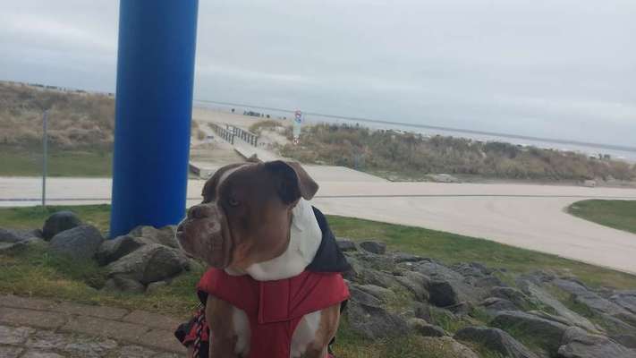 Wie heißt dein Hund?-Beitrag-Bild