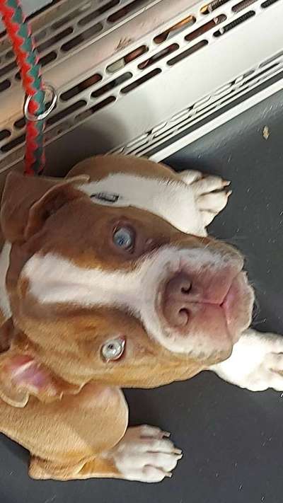 Olde English Bulldogge-Beitrag-Bild