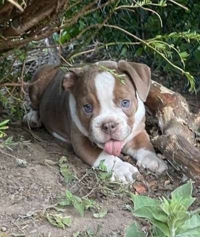 Olde English Bulldogge-Beitrag-Bild