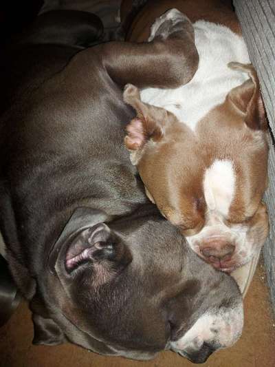 Olde English Bulldogge-Beitrag-Bild