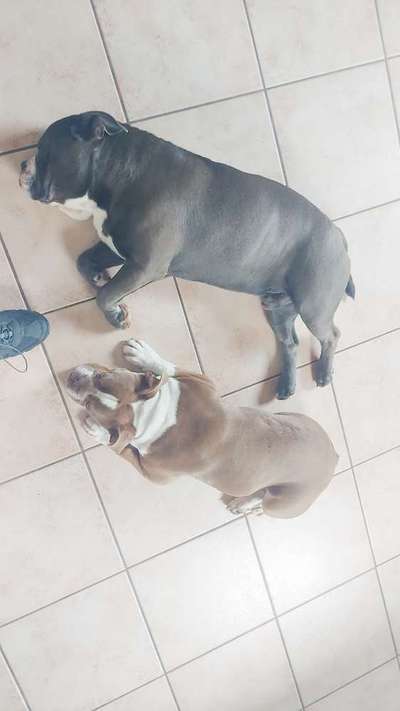 Olde English Bulldogge-Beitrag-Bild