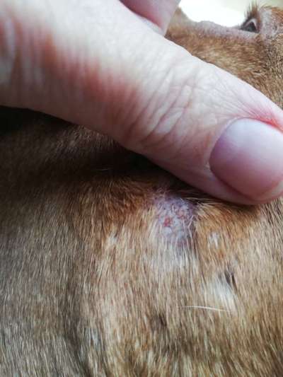 Haarausfall im Gesicht-Beitrag-Bild