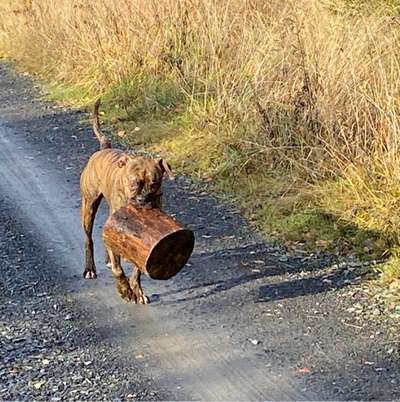 Hundetreffen-Gassi Treffen und Spielen-Bild