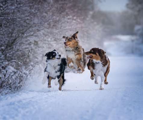 Hundetreffen-Für eine Gassi- und Spielerunde…. gerne einfach melden 🙋🏼‍♀️ 🐶. Wir freuen uns 🥰-Bild