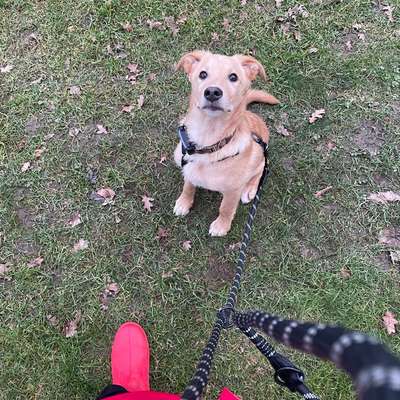 Hundetreffen-Hunderunde und gemeinsames Hunde Einmaleins lernen-Bild