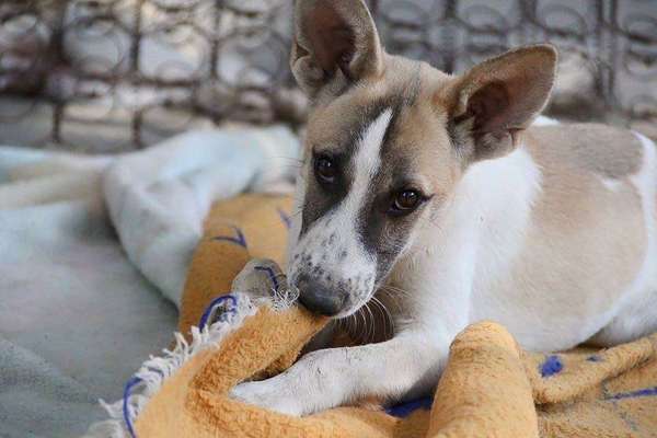 Tierschutz - Auslandstierschutz oder örtliches Tierheim?-Beitrag-Bild