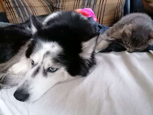 Rasseporträt Labrador-Beitrag-Bild