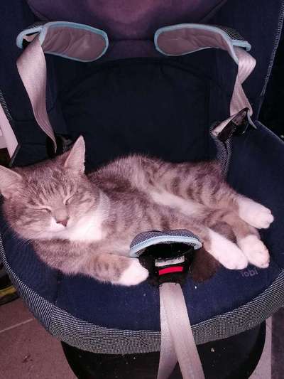 Länge der Spaziergänge-Beitrag-Bild