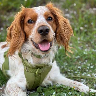Hundetreffen-Übungsspaziergänge-Bild