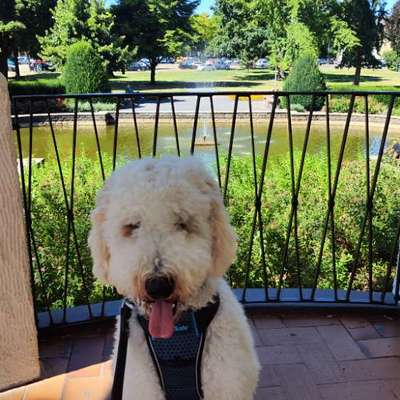 Hundetreffen-Gassigehen & Spielen-Bild