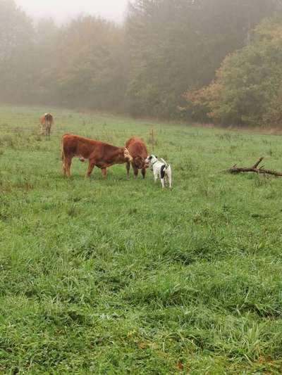 Hundetreffen-Gassirunde und Spielen-Bild