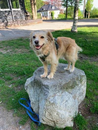Hundetreffen-Wanderfreund/in-Bild