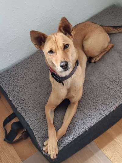 🐶 Sind Bürohunde jetzt VERBOTEN?! 😱-Beitrag-Bild