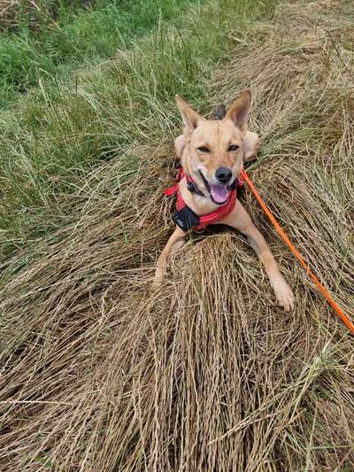 Hundetreffen-Luna sucht Social Walk Kontakte-Bild