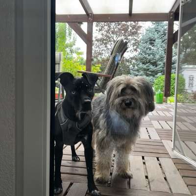 Hundetreffen-Freunde gesucht-Bild