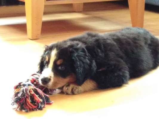 Berner Sennen-Beitrag-Bild