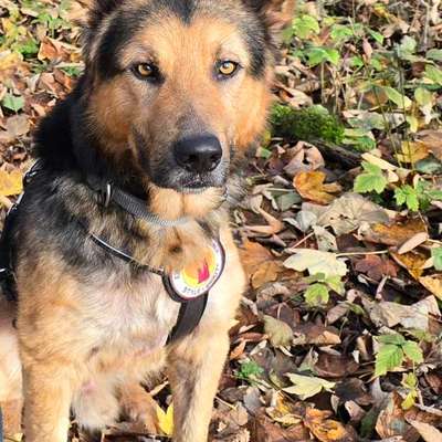 Hundetreffen-Gassi/Spieltreffen-Bild