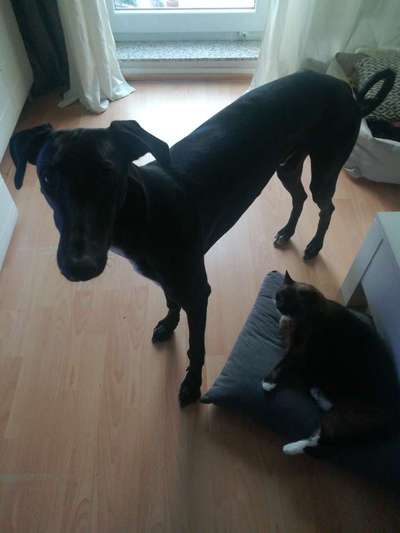 Windhunde - Treffen der besonderen Schönheiten
HERZLICH WILLKOMMEN-Beitrag-Bild