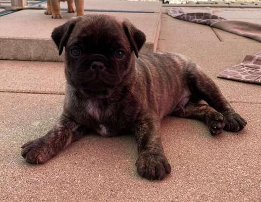 Welpen Bilder !-Beitrag-Bild