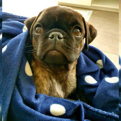 Dogorama Photo Challenge - Hundeblick zum hinschmelzen-Beitrag-Bild