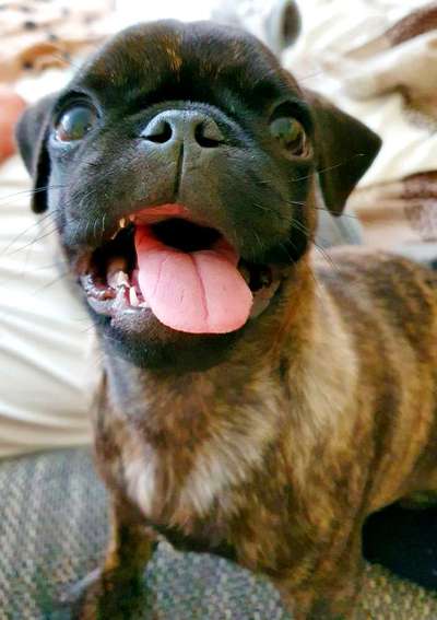 Zeigt mir die tollste Nahaufnahme von eurer Fellnase-Beitrag-Bild