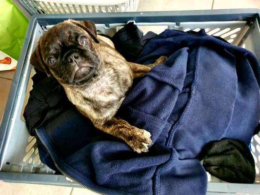 Hund"kreativ" in Szene gesetzt, Fotobomb u.a.-Beitrag-Bild