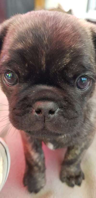 Zeigt mir die tollste Nahaufnahme von eurer Fellnase-Beitrag-Bild