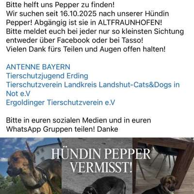 Suchmeldung-Pepper-Bild