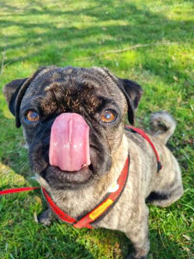 Tongue Out Tuesday-Beitrag-Bild