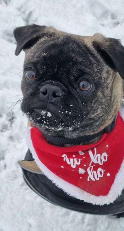 Fotochallenge 61 ~ Schnee-Beitrag-Bild