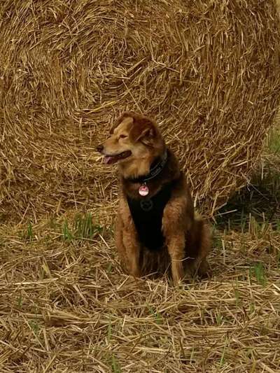 Reinrassige Hunde?-Beitrag-Bild