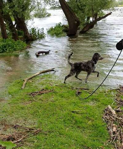 Dogorama-Monats-Challenge-Mai "Wasser"-Beitrag-Bild