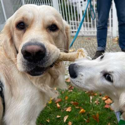 Archie &'s Profilbild