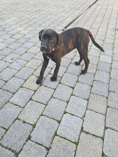 Entlaufene, Gefundene und Vermisste Hunde-Beitrag-Bild