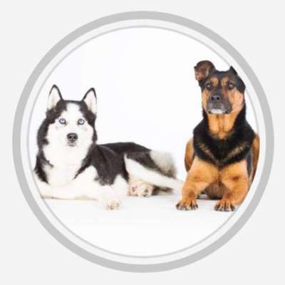 Hundeschulen-Hundezentrum Alle(r) pfoten-Bild
