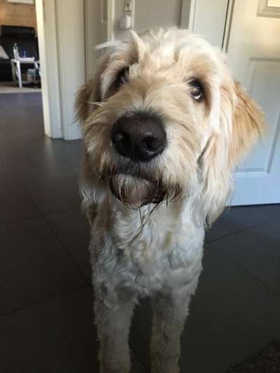 Goldendoodle-Beitrag-Bild