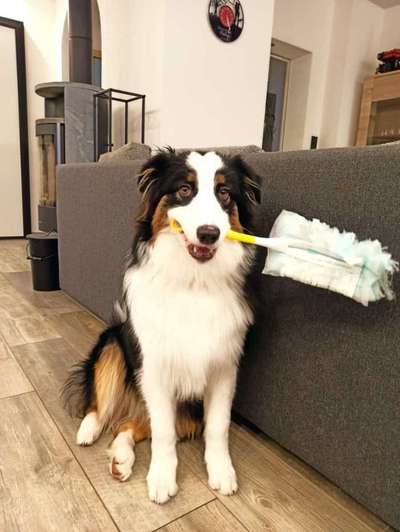 FOTOCHALLENGE: 25  Thema:  Hündische Haushaltshilfen-Beitrag-Bild