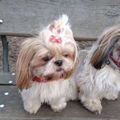 Hundetreffen-Hundekumpel oder Gassirunden allein oder Rudel-Bild