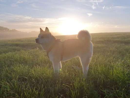 Dogorama Photo Challenge - Nebel-Beitrag-Bild