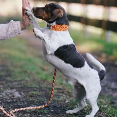 Hundetreffen-Monty auf der Suche nach neuen Freunden🐶🐾-Bild