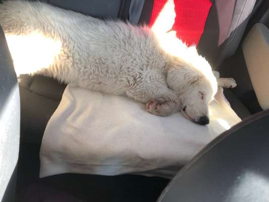 Welpen Bilder !-Beitrag-Bild