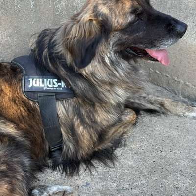 Leine gesucht-Beitrag-Bild