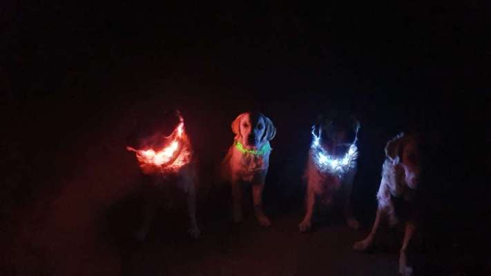 Beleuchtung beim Gassigang-Beitrag-Bild