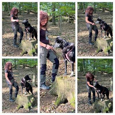 Giftköder-Ihre mobile Hundeschule im Westerwald-Bild